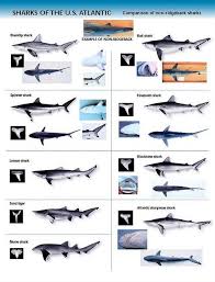 How To Clean A Shark For The Perfect Flake - Youtube