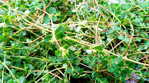 Image result for Euphorbia serpens