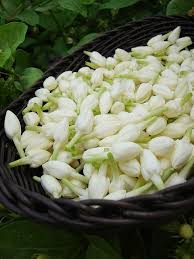 Bird Of Paradise Flower Meaning In Tamil Fell Beautiful Flowers Photography Beautiful Rose Flowers Jasmine Flower