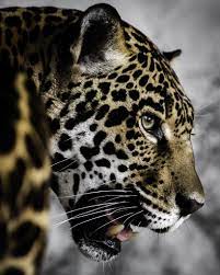 Check spelling or type a new query. Jaguar Profile Jaguar Animal Animals Jaguar Tattoo