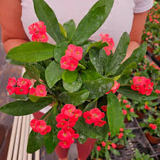Image result for Euphorbia williamsonii