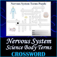 The crossword puzzle will become editable once you convert the file over to microsoft word using an adobe acrobat reader dc app. Nervous System Puzzle Worksheets Teaching Resources Tpt