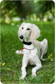Handsomedogs - Xx Would You Rather Have A Borzoi Or A Saluki Dogs Beautiful Dogs Dogs