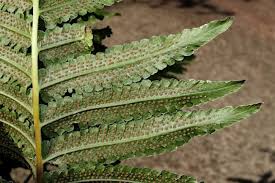 Image result for Pneumatopteris