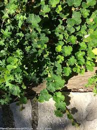 Image result for Rubus adolfi-friederici