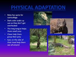Structural adjustments are changes in a living organism's structure to better adapt to an environment. Komodo Dragon Behavioural Adaptations