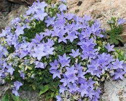 Latin Campanula Isophylla Norsk Betlehemsstjerne