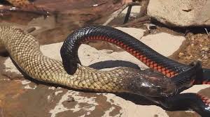 Red bellied black snake habitat. 2 Immensely Venomous Snakes Some Of The Most Deadly In The World A Red Bellied Black Snake And An Eastern Brown Snake Fight To The Death In Australia Natureismetal
