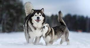 The goals and purposes of this breed standard include in proportion, the alaskan malamute is slightly longer than tall. Alaskan Dog Names Over 200 Ideas For Naming Your Pooch