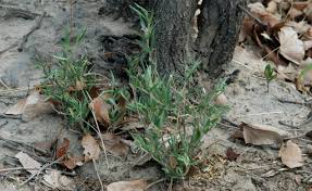 Image result for Blepharis integrifolia