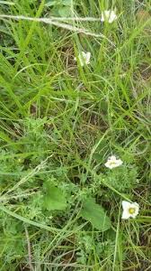 Image result for Coccinia adoensis