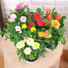 Enjoy beautiful flowering plants all year round thanks to our rotation program. Rose Plants Blooming All The Year Round Indoor Balcony Miniature Rose Flowers Buy At A Low Prices On Joom E Commerce Platform