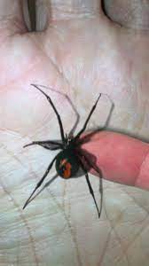 Magic spin android apk is the scariest app for android. Magic Spider My Pet Boris App For Iphone Free Download Magic Spider My Pet Boris For Iphone At Apppure