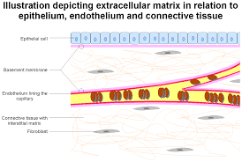 Alveolar‐capillary basement membrane (bm) is ultra‐thin (<2 µm) extracellular matrix that maintains integral epithelial‐endothelial cell layers. Basement Membrane Wikipedia