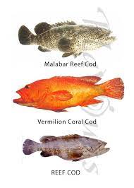 confused over fish names malabar reef cod vermillion coral cod reef cod finding difficulty recognizing fishes in the mark freshwater fish fish over fish