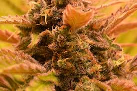 Weil es im hanffeld viel futter für den vogel gibt). Die Cannabis Ernte Dr Green Erntet Seine 5 Hanf Pflanzen