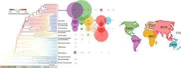 Image result for Athroisma gracile