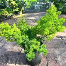 Image result for Asparagus macowanii