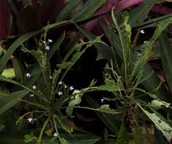 Image result for Elytraria