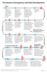Baby Growth Flow Charts