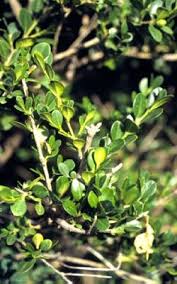 Image result for Buxaceae