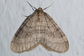 Image result for Operophtera brumata