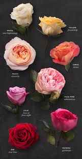 The Meaning Behind Each Rose Different Types Of Flowers Types Of Flowers Rose Color Meanings