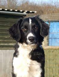 Border Collie X Cocker Spaniel Mix Cocker Spaniel Mix Border Collie Collie Breeds