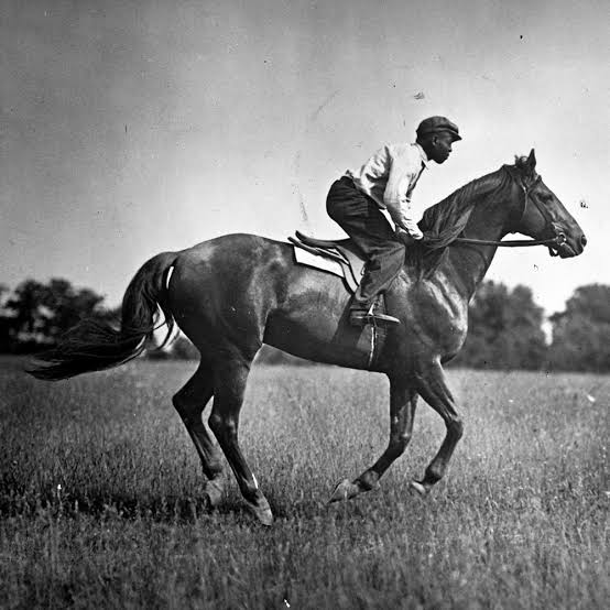 Horse Network