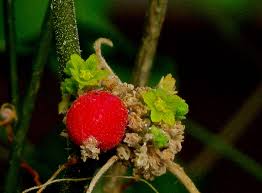 Image result for Kedrostis nana