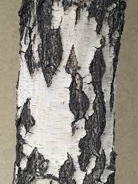On le retrouve plutôt dans les. Bouleau Blanc Bouleau Arbre Arbre Arbuste Conifere Jardin Jardiland