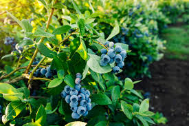 How To Plant A Blueberry Bush For Cross Pollination Home