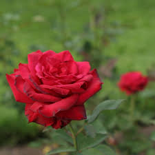 In general, you will be pruning rose bushes just before the plant breaks dormancy after spring's final frost. What Time Of Year Should I Prune My Roses Finegardening