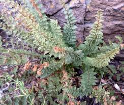 Image result for Cheilanthes angustifrondosa
