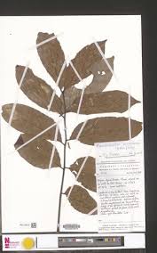 Image result for Pseudospondias