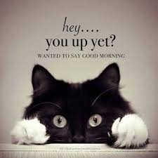Hey You Up Yet Cute Cat Positive Kitten Great Good Morning Good Morning Photo P Morning Quotes Funny Good Morning Beautiful Quotes Funny Good Morning Memes