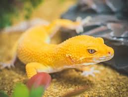 What is the best way to clean a reptile cage? Best Leopard Gecko Habitat Tank Size Substrate Lighting Hides Everything Reptiles