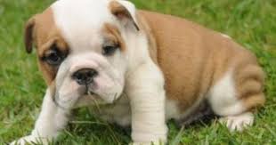 australian bulldog puppy google search