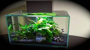 My Fluval Edge 6 Gallon Planted Tank Low Tech With Anubias As The Focal Plant And Locally Sourced Rock Fresh Water Fish Tank Nature Aquarium Aquarium Fish