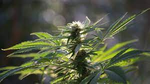 Maybe you would like to learn more about one of these? The Effect Of Uv Light On Plants Black Lights For Weed