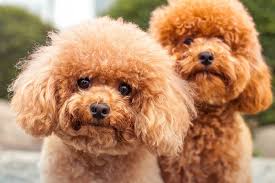 Le sue origini non sono chiare e la. Cani Piccola Taglia Guida Veterinaria Completa Petyoo
