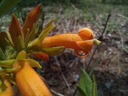 Image result for Vangueria ferruginea
