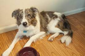 Vet Approved Home Remedies For Upset Stomachs In Dogs Pethelpful