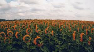 Download this free sunflowers field wallpaper in high resolution and use it to brighten your pc desktop, ipad, iphone, android, tablet and every other display. Nj30 Sunflower Field Nature Flower Green Flare Orange Wallpaper