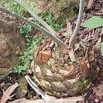 Image result for Encephalartos chimanimaniensis