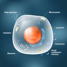 What is the role of the nucleus of a eukaryotic cell. Nucleus Function What Is A Nucleus What Does The Nucleus Do