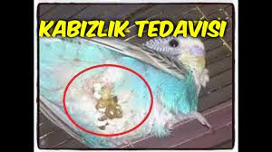 muhabbet kusu poposuna diski yapismasi muhabbet kusu kabizlik sorunu ve tedavisi leo1903 youtube