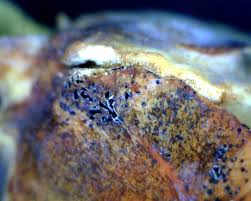 Image result for kabatina thujae