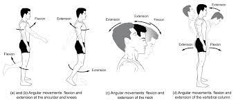 Flexion and extension are lifting terms that you need to know before you go out and venture the land that is youtube fitness. Types Of Body Movements Anatomy And Physiology I