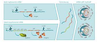 Maybe you would like to learn more about one of these? Design Und Funktionsweise Von Mrna Basierten Impfstoffen Zum Schutz Vor Infektionskrankheiten Trillium Gmbh Medizinischer Fachverlag